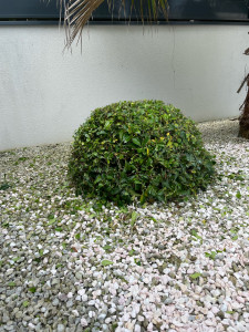 Photo de galerie - Taille arbuste en boule 