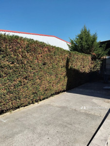 Photo de galerie - Rabattage haie de cyprès 