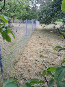 Photo de galerie - Tonte de pelouse - Débroussaillage