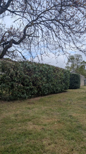 Photo de galerie - Taille de haies et d'arbustes