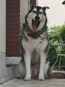 Photo de galerie - Garde chien