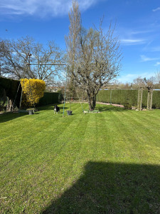 Photo de galerie - Tonte pelouse 