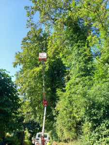 Photo de galerie - Elagage avec incelle