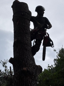 Photo de galerie - Abattage tout type d’arbre 