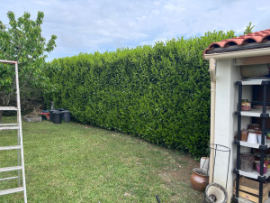 Photo de galerie - Taille avant 