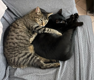Photo de galerie - Procurer une belle vie à mes chats