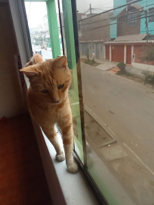 Photo de galerie - J'adore les animaux!