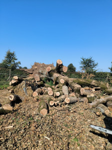 Photo de galerie - Coupe arbre tombé par une tempête 