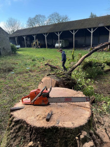 Photo de galerie - Elagage et coupe d'arbres