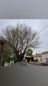 Photo de galerie - Paysagiste - Aménagement du jardin