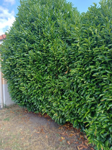 Photo de galerie - Taille d'une haie