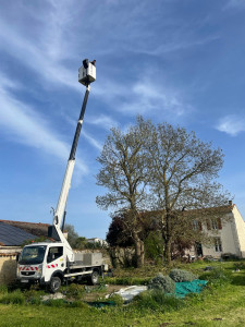 Photo de galerie - élagage d’un arbre plus évacuation 