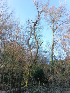 Photo de galerie - Elagage et coupe d'arbres