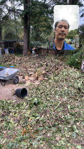 Photo de galerie - Taille de haies et d'arbustes