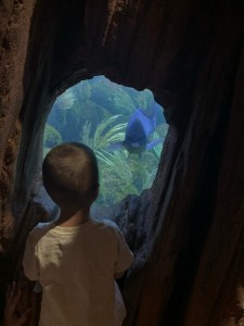 Photo de galerie - Garde d’enfant et visite d’un aquarium 