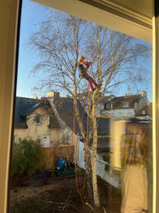 Photo de galerie - Elagage et coupe d'arbres