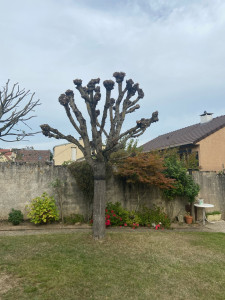 Photo de galerie - Elagage et coupe d'arbres
