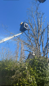 Photo de galerie - élagage d’entretien d’un chêne à la nacelle élévatrice 