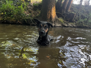 Photo de galerie - Garde chien