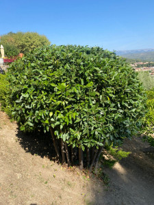 Photo de galerie - Taille de haies et d'arbustes