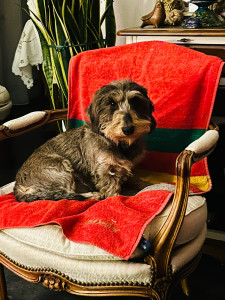 Photo de galerie - Garde animaux