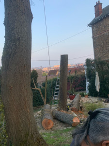 Photo de galerie - Elagage et coupe d'arbres