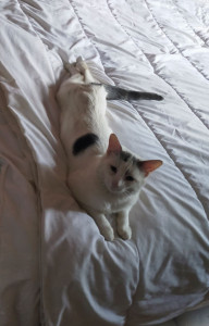 Photo de galerie - Rillette tout coufort