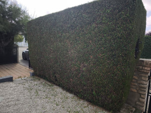 Photo de galerie - Taille au carré