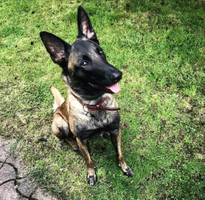 Photo de galerie - Garde chien