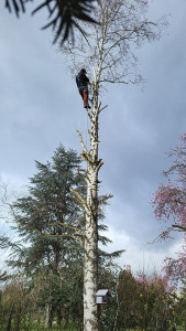 Photo de galerie - élagueur grimpeur expérimenté travaille sécurisée intervention avec nacelle si besoin 
