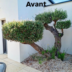 Photo de galerie - Taille de haies et d'arbustes