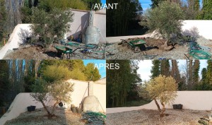 Photo de galerie - Plantation d'un olivier + pose de l'arrosage automatique + taille d'ornement