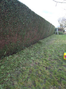 Photo de galerie - Taille haie 80 mètres 