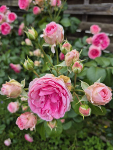 Photo de galerie - Grande connaissances des tailles techniques: formation, floraison, recépage, taille des oliviers...