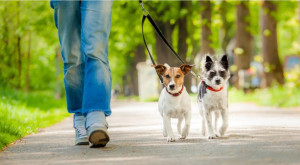 Photo de galerie - Garde de chien 
