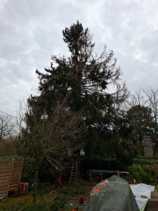 Photo de galerie - Elagage et coupe d'arbres