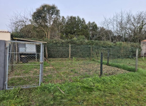 Photo de galerie - Taille de haies et d'arbustes