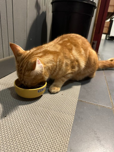 Photo de galerie - Le petit Titou gardé à la maison, câlins et sorties surveillées pour ce petit chat roux