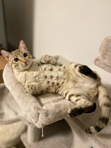 Photo de galerie - Garde de Lasnow une Bengal de 3 ans