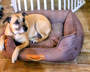 Photo de galerie - Je propose des promenades de vos amis à 4 pattes. Un bon moment de détente pour eux durant lequel je prends le temps de leur donner toute l'attention nécessaire 