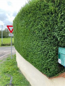 Photo de galerie - Taille de haies et d'arbustes