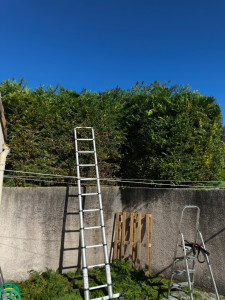 Photo de galerie - Gros élagage d'une haie de cyprès avec accès technique.