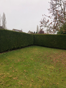 Photo de galerie - Taille tuya