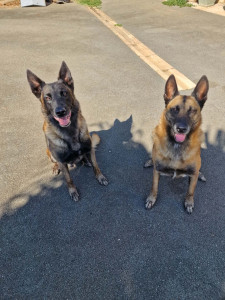 Photo de galerie - Garde chien