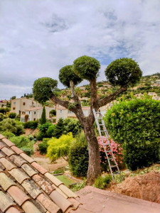 Photo de galerie - Taille de chêne 
