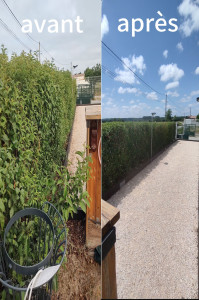 Photo de galerie - Bonjour. Voici une taille de haie effectuée sur la commune du bois de la pierre le 17/07/2025.