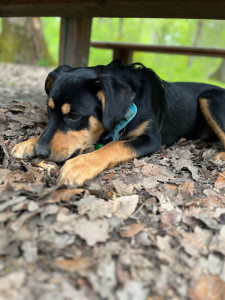 Photo de galerie - Garde chien