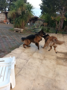 Photo de galerie - Je garde chez moi vos toutous si sociables avec chien et chat 