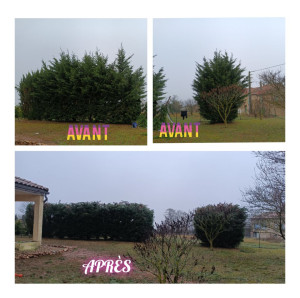 Photo de galerie - Elagage et coupe d'arbres