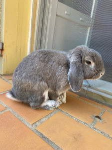 Photo de galerie - Benjy, mon lapin de 14 ans